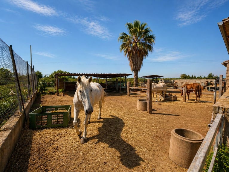 Fattoria equestre vicino al mare