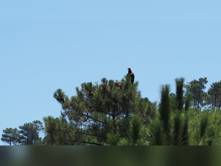 Fattoria per il tempo libero e la caccia grossa