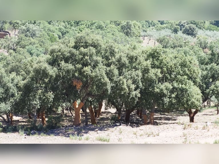 Fattoria per il tempo libero e la caccia grossa