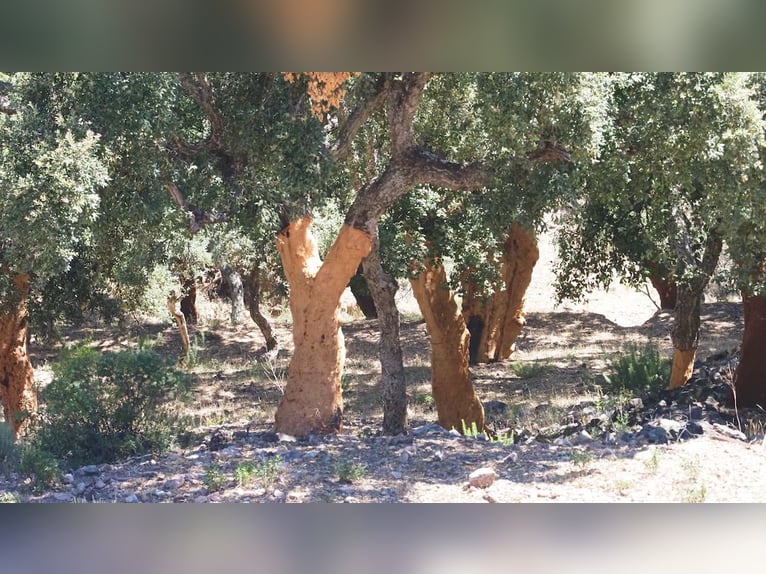 Fattoria per il tempo libero e la caccia grossa