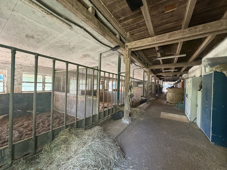 Fienile per cavalli in affitto immediato, con 33 box e potenziale di crescita
