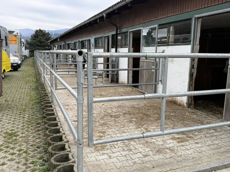 Gepflegte Reitanlage direkt an der Grenze zur Schweiz!