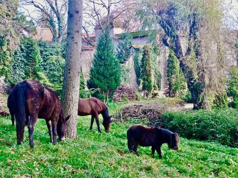 Graf & Gräfin gesucht -Romantik-Traum-Schloss mit arrondierten Ländereien - Pferde- & Event-Location