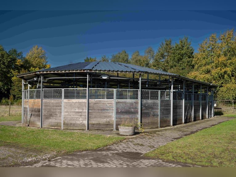 Grande centro equestre vicino a Kiel, situato in una posizione eccellente, con diverse abitazioni e 
