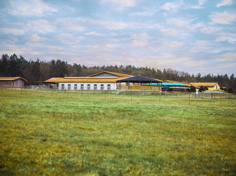 Grande impianto equestre XXL per il grande sport in Franken V14177 – senza provvigioni