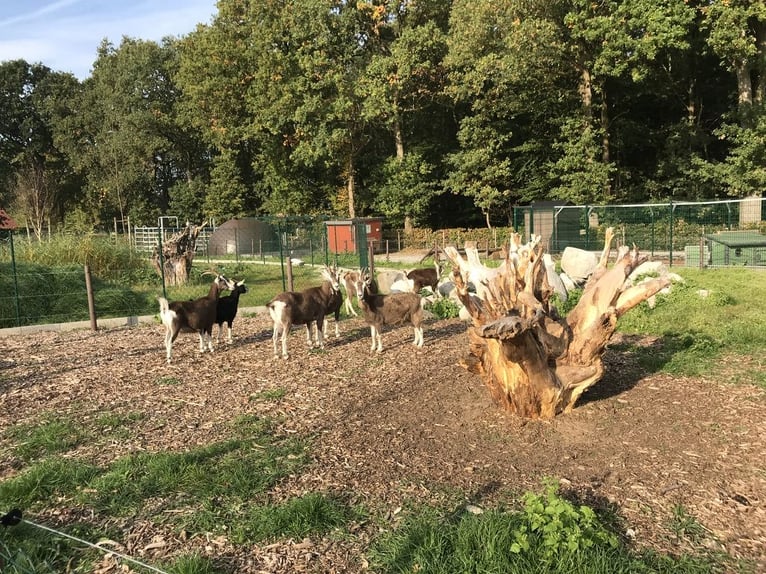 GREEN CARE PROGETTO - Presenza da sogno all'aperto con piano di sviluppo speciale - 376-24