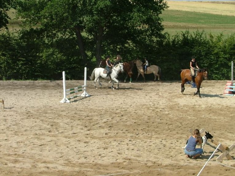 Grosse Reitanlage bei Dresden, 50 - 70 Einstellplätze, 2 Hallen, Dressur-und Springplatz usw