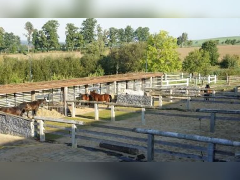 Grosse Reitanlage bei Dresden, 50 - 70 Einstellplätze, 2 Hallen, Dressur-und Springplatz usw