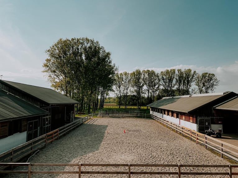 HÜBSCHES REITER-IMMOBILIEN IM ELSASS.