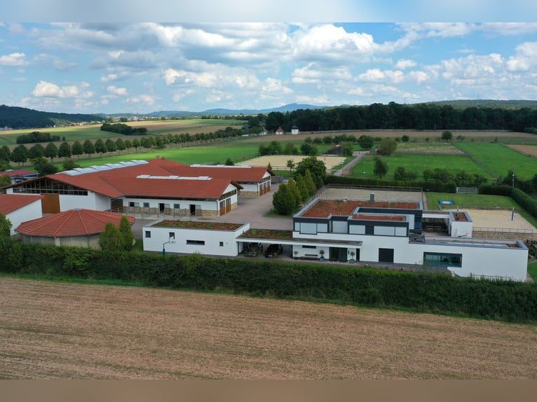 Idillio equestre incontra il design – vivere con stile, godere di lusso V13132