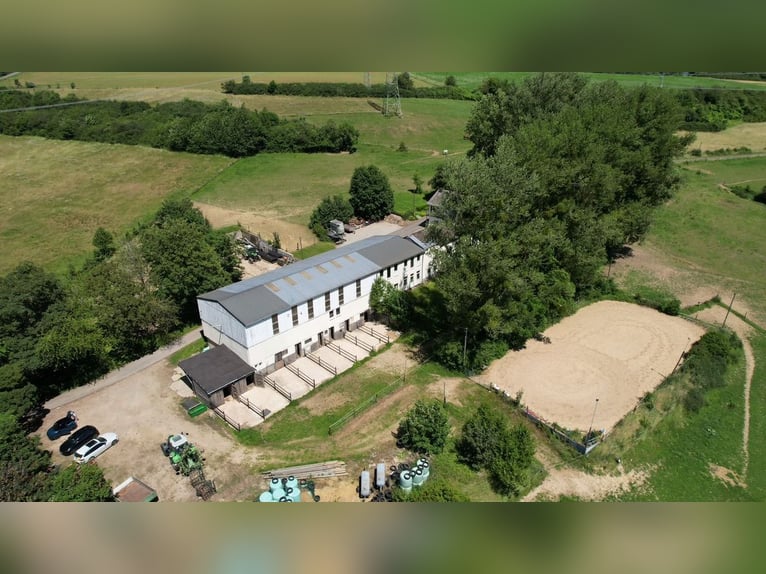 Il sogno di possedere una propria fattoria equestre – vivere, cavalcare e godersi la vita su circa 7