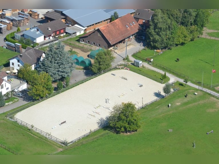 Immobiliare equestre con 3,3 ettari di prato in Svizzera (vicino a San Gallo)