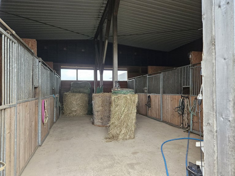 Impianto equestre altamente redditizio con ampio terreno per il mantenimento etologico dei cavalli i