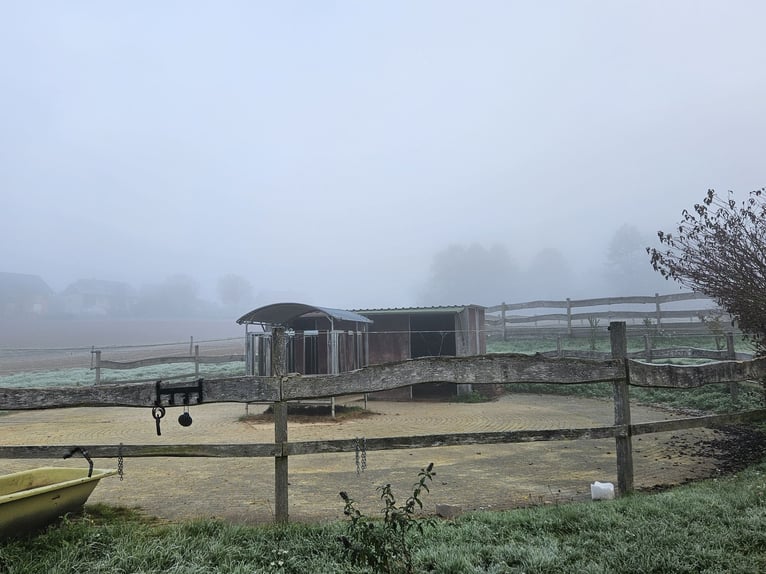 Impianto equestre altamente redditizio con ampio terreno per il mantenimento etologico dei cavalli i