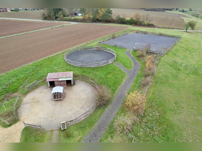Impianto equestre altamente redditizio con ampio terreno per il mantenimento etologico dei cavalli i
