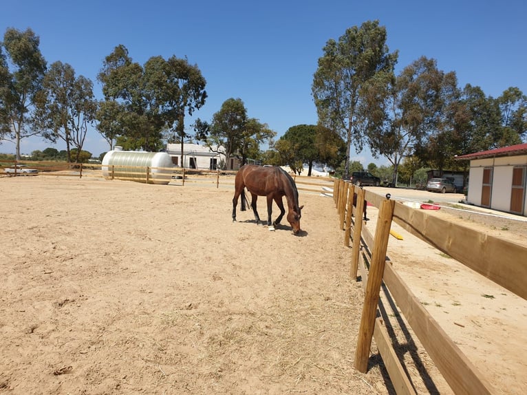 Impianto equestre moderno di circa 10 ettari tra Siviglia, Huelva e la costa atlantica