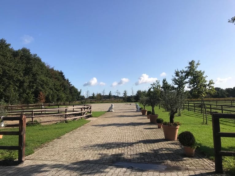 Impianto equestre per allevamento, sport e riabilitazione