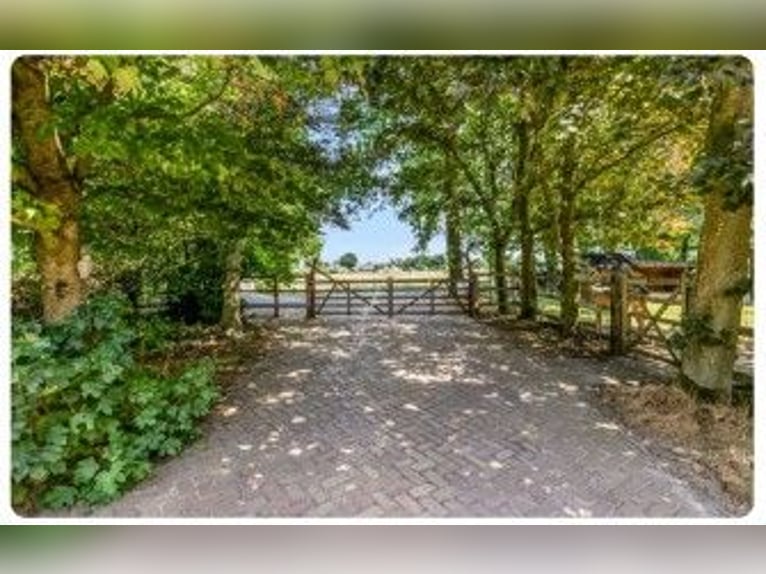 Incantevole azienda agricola equestre a Kootwijkerbroek, Veluwe, in vendita