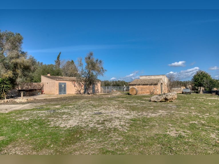 Mallorca: Große Finca auf 4,8 Hektar Land mit Stallungen