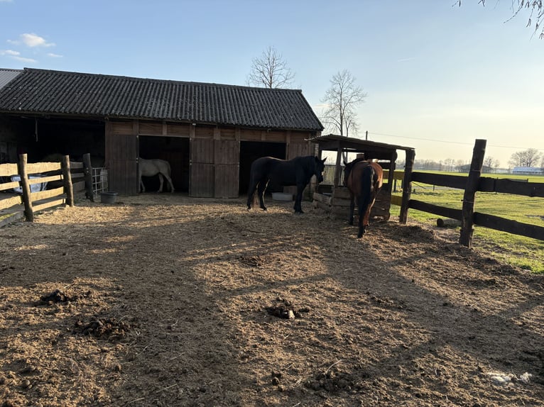 paddock housing // horse boarding // full board