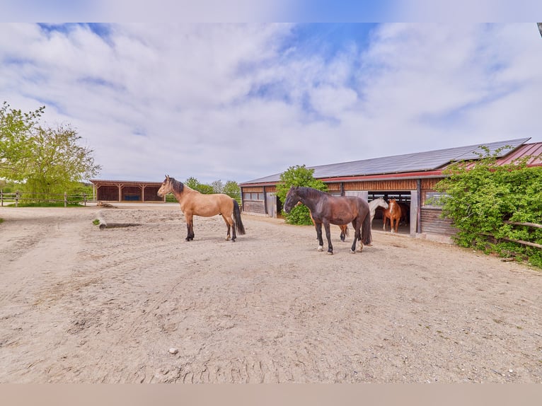 Pferdegerechte Reitanlage zu verkaufen mit Aktivstall und großzügigem Wohnhaus in Baden-Württemberg!