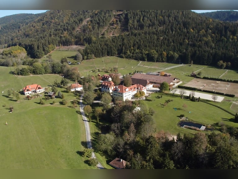 Più di una semplice proprietà - Tenuta esclusiva con un potenziale unico - 12 ettari
