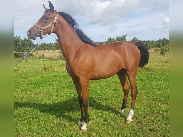 Privata tenuta equestre chiavi in mano vicino a Tallinn – 26,5 ettari di terreno, scuderia, cavalli