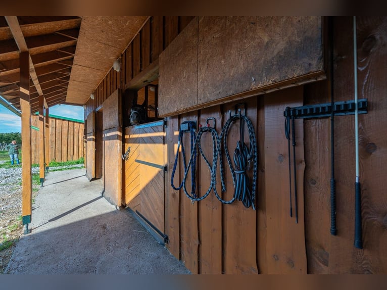 Privata tenuta equestre chiavi in mano vicino a Tallinn – 26,5 ettari di terreno, scuderia, cavalli