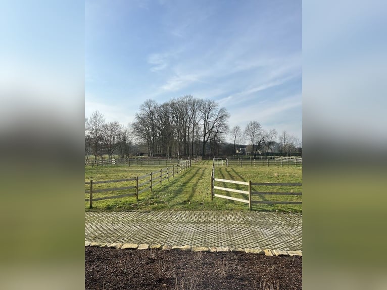 Private Reitanlage - top renoviert inkl. Halle, großer Außenplatz und Wiesen. alles eingezäunt.