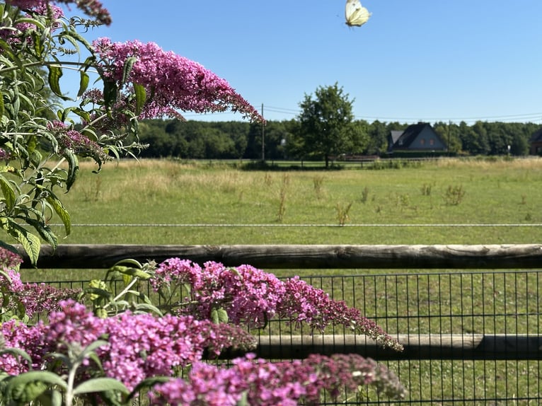 Professionelles Reitsportzentrum/Gestüt NRW