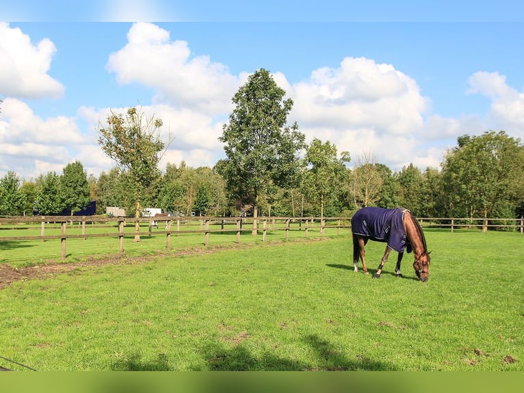 Professionelles Reitsportzentrum/Gestüt NRW