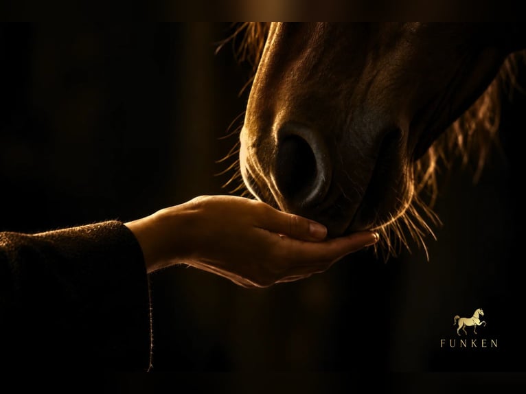 Proprietà di alto livello per l'equitazione nella Svizzera di lingua tedesca