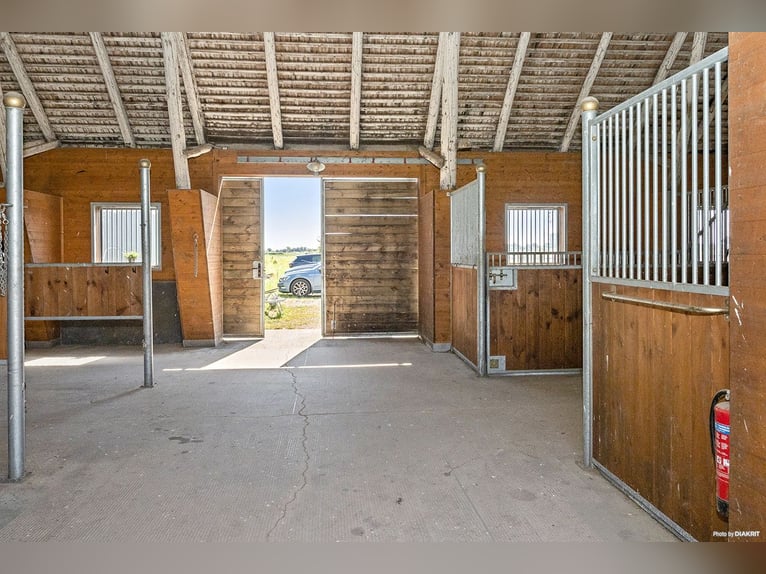 Proprietà equestre con infinite possibilità!