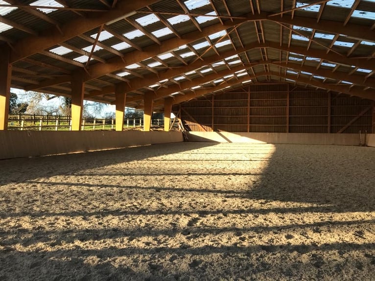 Proprietà equestre di eccezione con diverse abitazioni