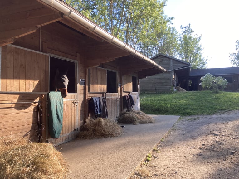 Proprietà equestre di eccezione con diverse abitazioni