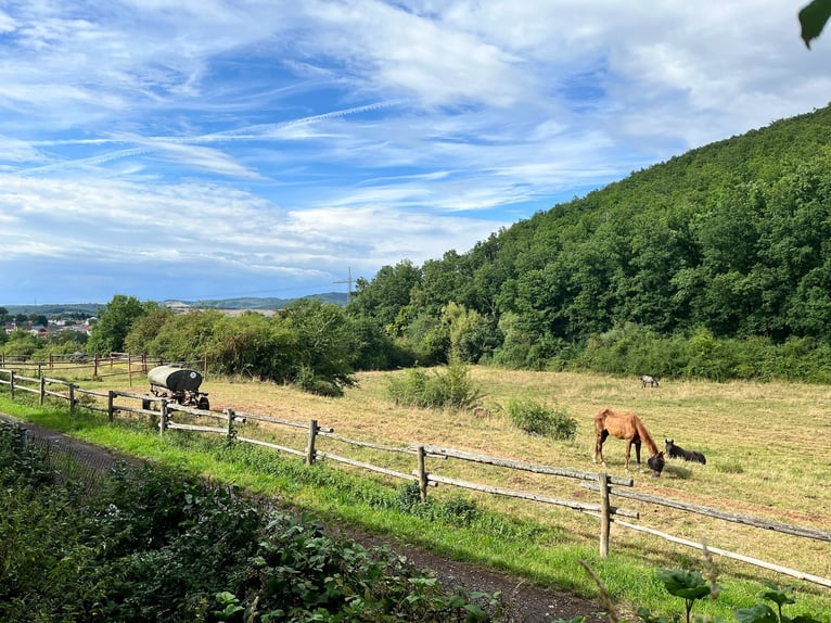 Proprietà equestre unica nella regione della Palatinato – 5,8 ettari, casa, stalla, maneggio coperto