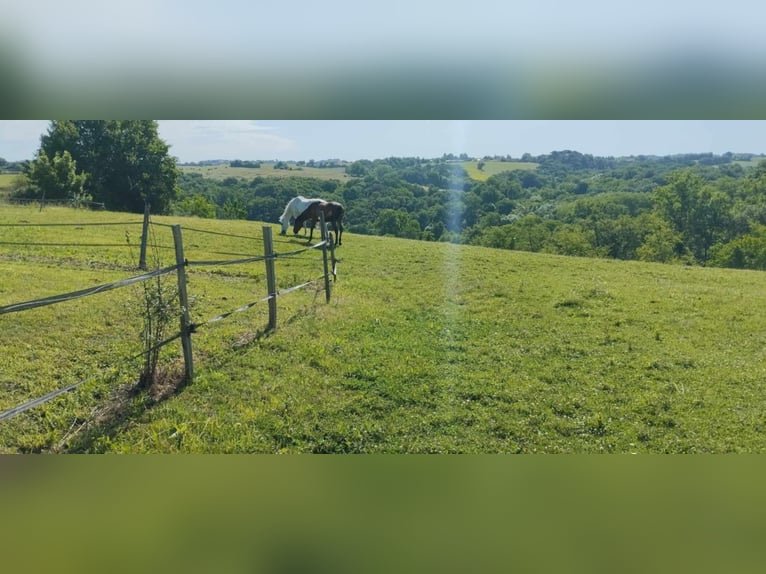 Propriété Equestre 