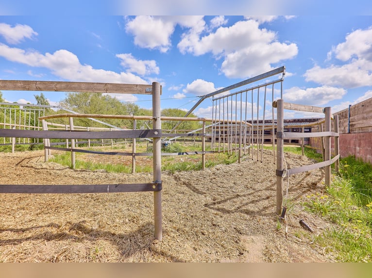 Reitanlage bei Villingen-Schwenningen mit zwei Reithallen & ländlicher Wohnidylle! Reitanlage bei Villingen-Schwenningen mit zwei Reithallen & ländlicher Wohnidylle!