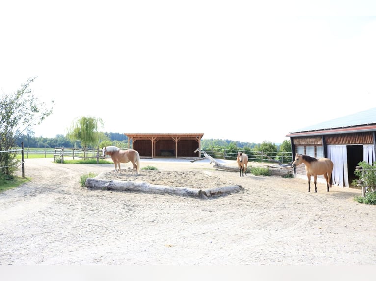 Reitanlage mit Wohnhaus, arrondierten Flächen und moderner PV-Anlage