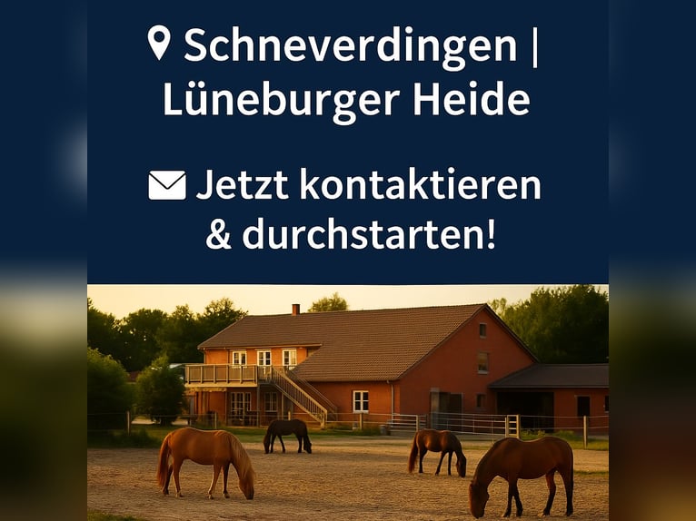 Reitschule gründen – auf professioneller Anlage mit voller Unterstützung