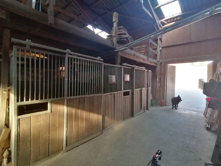 Rustico ristrutturato con 3 ettari di terreno di proprietà, paddock e maneggio.