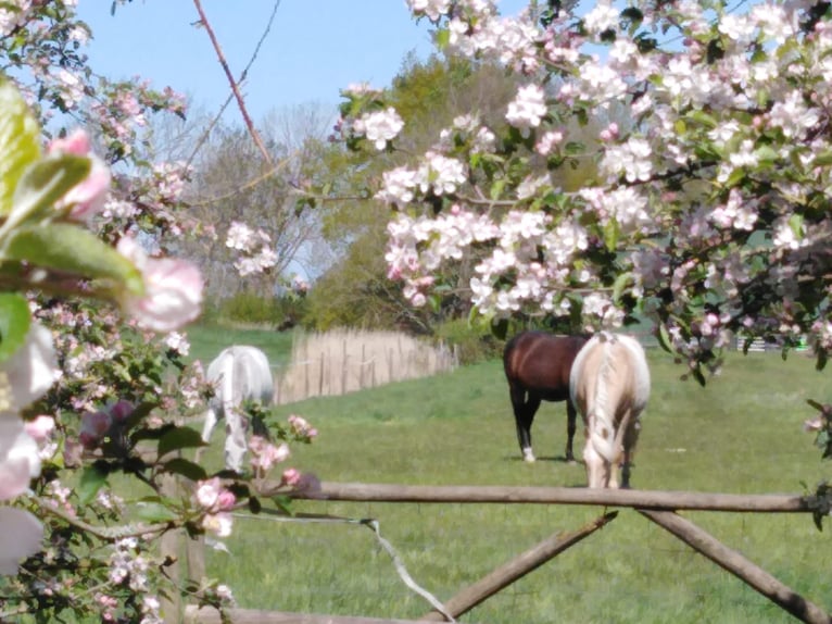 Rustico ristrutturato con 3 ettari di terreno di proprietà, paddock e maneggio.