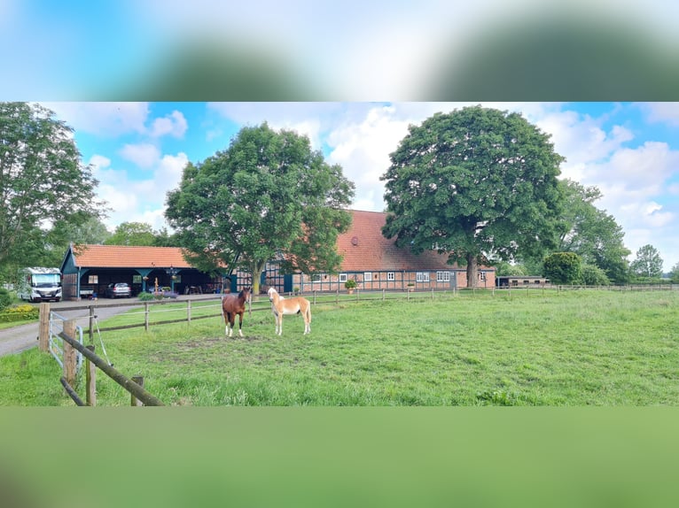 Saniertes Fachwerk-Anwesen mit Weidefläche, Pferdeboxen und Reitplatz nahe Bremen