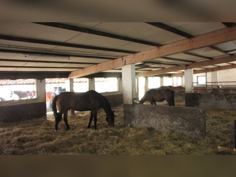 Senza provvigioni: rinomata struttura equestre con due maneggi coperti, paddock e impianto fotovolta