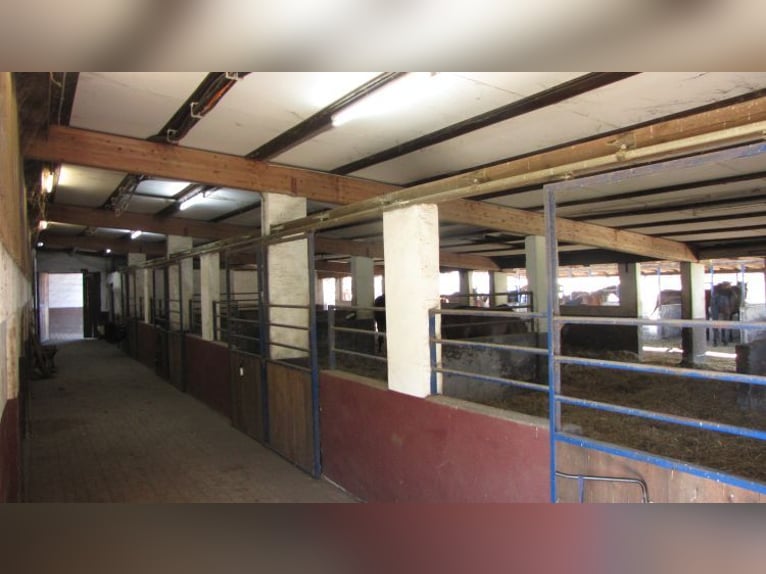 Senza provvigioni: rinomata struttura equestre con due maneggi coperti, paddock e impianto fotovolta