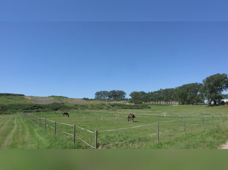 Senza provvigioni: rinomata struttura equestre con due maneggi coperti, paddock e impianto fotovolta