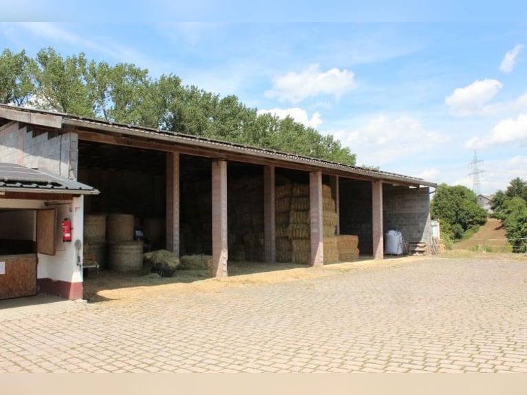 Senza provvigioni: rinomata struttura equestre con due maneggi coperti, paddock e impianto fotovolta