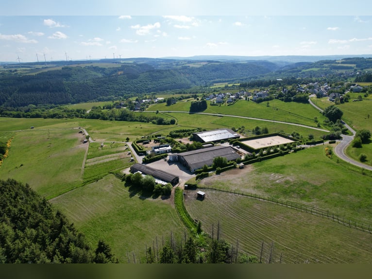 Splendida grande struttura equestre in posizione panoramica tra Treviri e Lussemburgo
