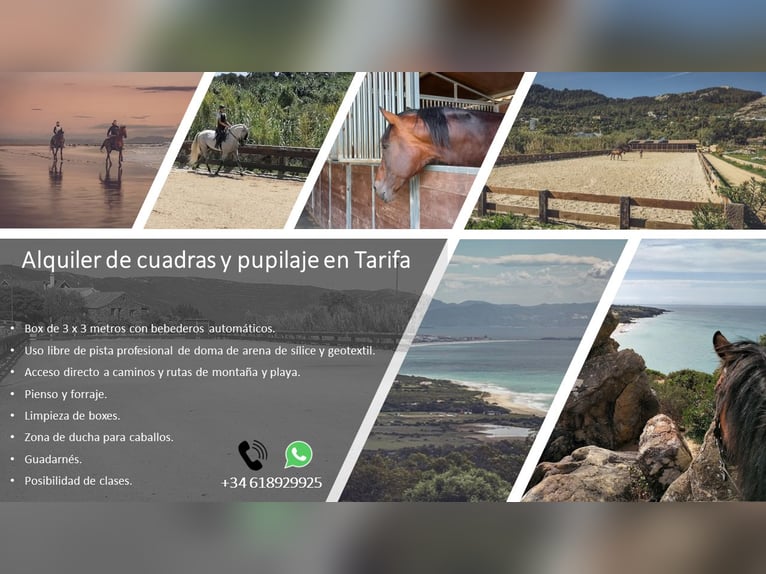 Stables and paddock for rent, and livery service in Tarifa (Cádiz)