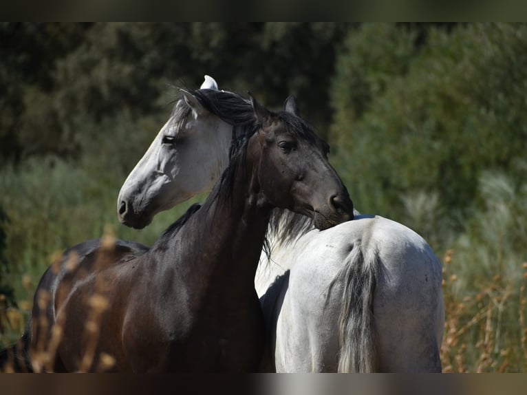 Stalla in (semi) libertà, garantiamo cavalli felici